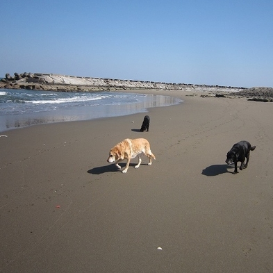 愛犬とお泊り【朝夕２食付き】海を眺めて過ごす海辺のお宿ゆったりプラン